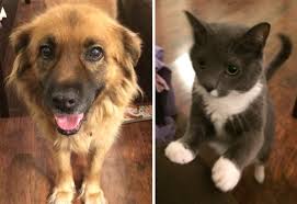 Our Team — The Yi Lab at WashU