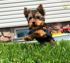 Check spelling or type a new query. Rocket Cutest Male Yorkie Puppy Video Ad Yorkshire Terrier Puppy For Sale In Akron Canton Oh Happy Valentines Day Happyvalentinesday2016i