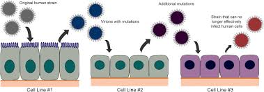 Vero cells a cell line derived from the kidney of the african green (vervet) monkey, (cercopithecus aethiops) used primarily in virus replication studies and plaque assays. Inactivated Virus Vaccine An Overview Sciencedirect Topics