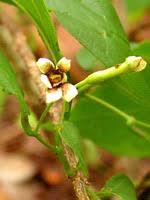 Image result for Schrebera trichoclada