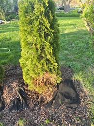 Image result for thuja drying out dead dried symptoms)
