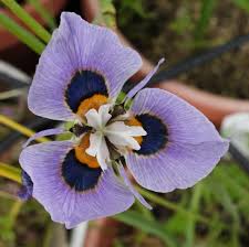 Image result for Marsilea villifolia