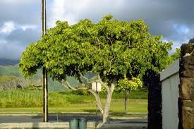 Image result for Cienfuegosia gerrardii