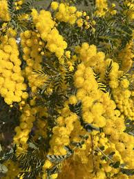 نتیجه جستجوی لغت [acacia] در گوگل