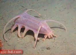صور خنزير البحر معلومات عن خنزير البحر sea pig deep sea creatures sea creatures