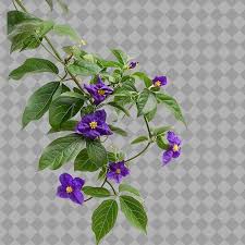 Image result for Thunbergia vogeliana