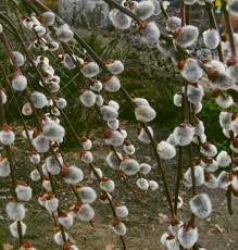 Or a similarly inviting shade tree that is smaller than a weeping willow? Kilmarnock Willow Patio Standard Salix Caprea 3ft Weeping Pussy Willow Tree Garden Plants