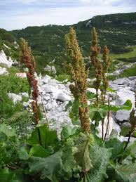 Image result for Rumex ruwenzoriensis
