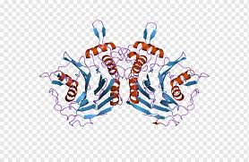 Proteases, also known as proteinases or proteolytic enzymes, are a large group of enzymes that catalyze the hydrolysis of peptide bonds in proteins and polypeptides. Thrombin Serine Protease Enzyme Streptokinase European Bioinformatics Institute Text Enzyme Active Site Png Pngwing
