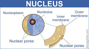 Maybe you would like to learn more about one of these? Nuclear Membrane Function Biology Wise