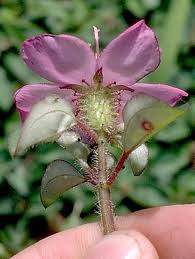 Image result for Heterotis rotundifolia