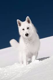 Contrasts Of Paradise Michelphotography Ch Animals Dogs Husky