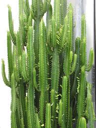 What cactus are best to grow from cuttings? Jade Tiger Cactus Euphorbia Trigona Eup Tjt Cactus Plants Plants Euphorbia