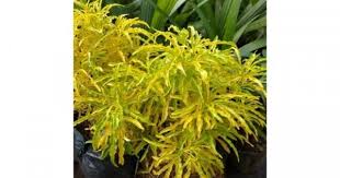 Wali songo ini termasuk kedalam pohon hias pot, dan sering diletakan di teras rumah untuk memberikan kesan natural: 7 Tanaman Hias Berdaun Kuning Popmama Com