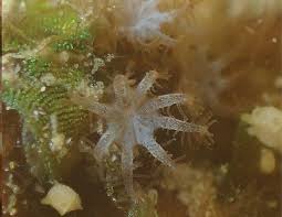 Image result for Polysphaeria harrisii