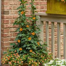 Image result for Thunbergia alata
