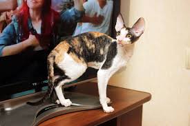 Black Tortie Bicolour Cat Colors Cornish Rex Tortie