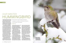 Maybe you would like to learn more about one of these? Anna S Hummingbird Our Winter Hummingbird Birdwatching