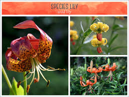 Maybe you would like to learn more about one of these? Types Of Lilies A Visual Guide Ftd Com