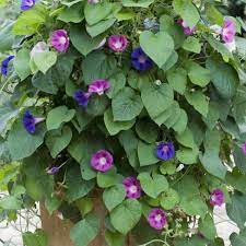 Morning Glory Pot Display Morning Glory Flowers Container Gardening Plants