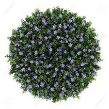 Top View Flower Png Google Search Trees Top View Shrubs For Landscaping Flowering Trees