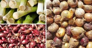 Store leeks during the winter while they're still in the garden. How Do You Keep Onions From Rotting Gardening Channel