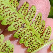 Image result for Athyrium