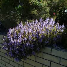 Image result for Coleus neochilus