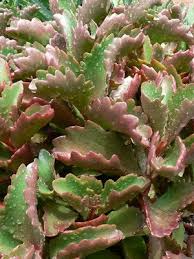 Image result for Kalanchoe sexangularis
