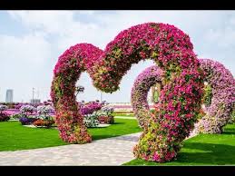 Every season, dubai miracle garden challenges itself to carve a special place in the hearts of visitors with breathtaking visuals and an experience here you can get to know more about how butterflies evolve through each stage, and you can interact with butterflies and take beautiful pictures too. Amazing Tourist Place In Dubai Miracle Gardens Dubai Lands Youtube