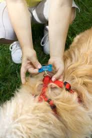 The problem is, many dog harnesses are expensive, complex or they just never seem to fit quite right. How To Make A Homemade Dog Harness Cuteness Diy Dog Stuff Dog Harness Belly Bands For Dogs