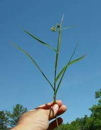 Image result for Fuirena pubescens