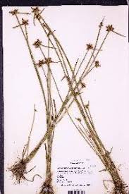 Image result for Schoenoplectiella mucronata