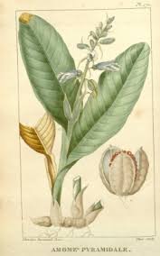 Image result for Renealmia