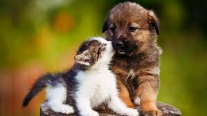 When an animal is injured, the decision to intervene is usually simple. Stress Relieving Benefits Of Watching Cute Animal Videos