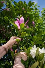 Maybe you would like to learn more about one of these? Magnolia Propagation Methods Tips On Starting Magnolia Tree Cuttings