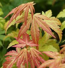 2 review(s) 5 0 5 write a review. Facherahorn Orange Dream Acer Palmatum Orange Dream