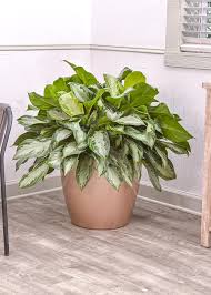 If you notice that the usually lush green leaves of the aglaonema are turning yellow. Anglaonema For Sale Online Now Quality Plants Delivered To Your Home