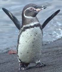 Birds That Cannot Fly With Names Galapagos Galapagos Penguin Spheniscus Mendiculus North Penguin Species Is Galapagos Penguin Penguins Galapagos