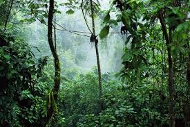 Mist Rising In Rainforest Photographic Print Allposters Com Rainforest Tropical Rainforest Rainforest Trees