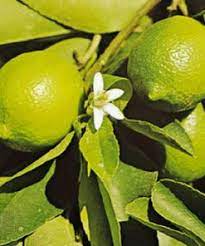 Maybe you would like to learn more about one of these? Tanaman Jeruk Nipis