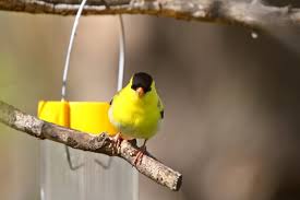 Attracting finches to your feeders starts with using their favorite foods. How To Attract Finches To Your Yard Seeds Feeders Nesting Animallama
