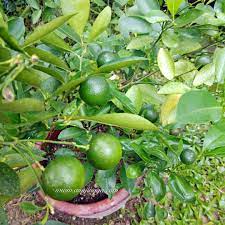Pokok limau kasturi ini memang banyak kegunaannya, baik untuk masakan atau minuman. Pokok Limau Kasturi Lebat Berbuah