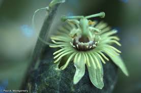 Image result for Passifloraceae