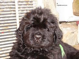 It's also free to list your available puppies and litters on our site. Newfoundland Puppies Dog Kennel