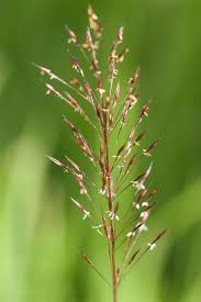 Image result for Chrysopogon