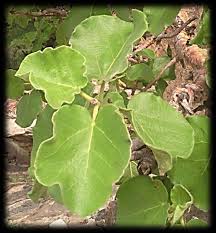 Image result for Cordia grandicalyx