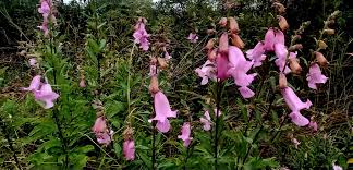 Image result for Anemia angolensis