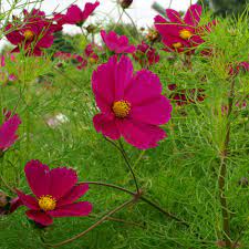 Buy Cosmos Cosmos Bipinnatus Dazzler 3 79 Delivery By Crocus