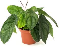 Image result for Phymaspermum